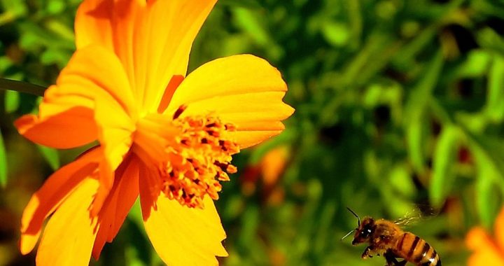Honey bee flying towards an orange flower.