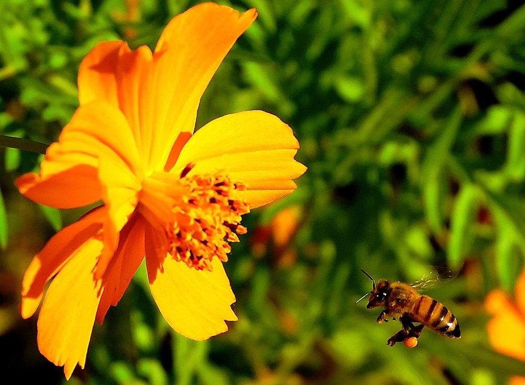Honey bee flying towards an orange flower.