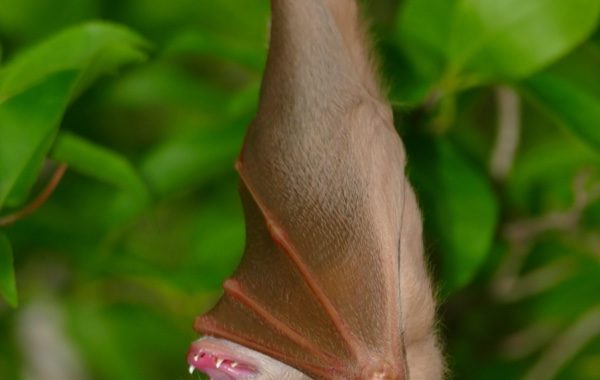 A fruit bat hanging from a tree branch.