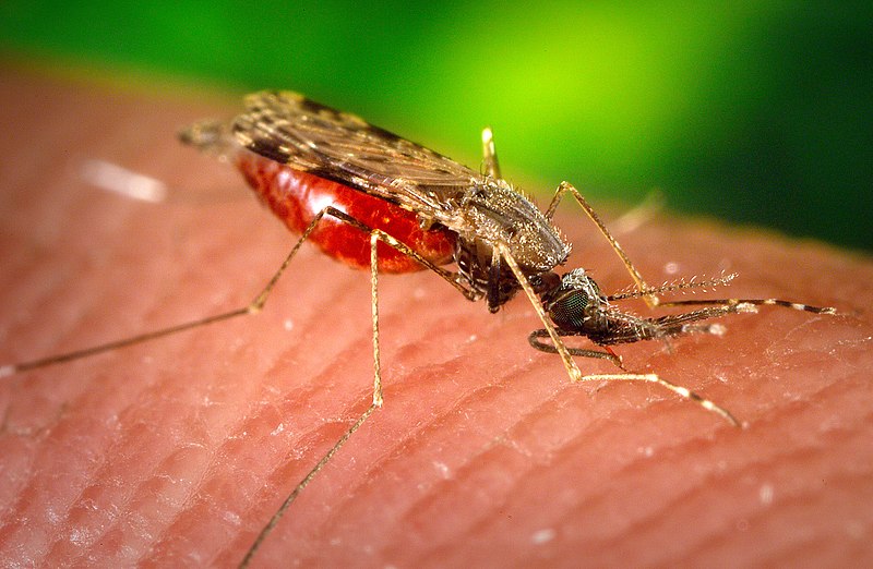 A mosquito sucks blood off a human's skin.